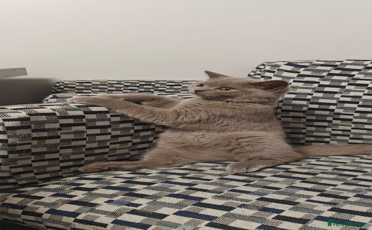 British Shorthair cats - Advert 6