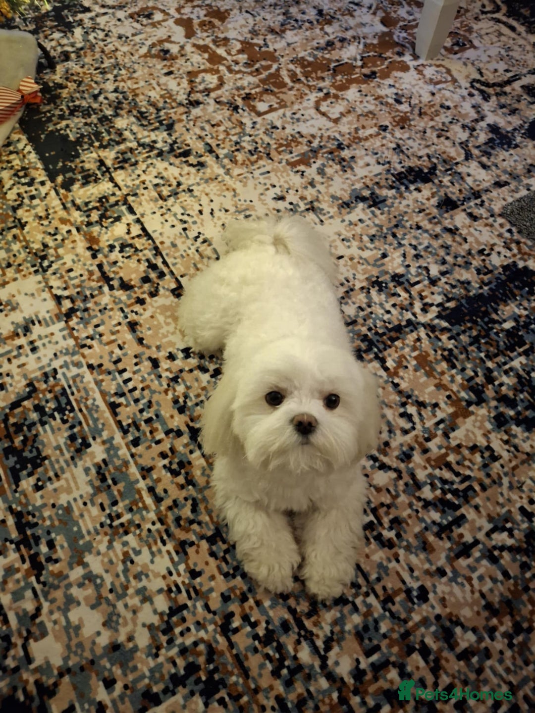 Maltese dogs for stud: Maltese for stud❗️ in Wakefield - Advert 3