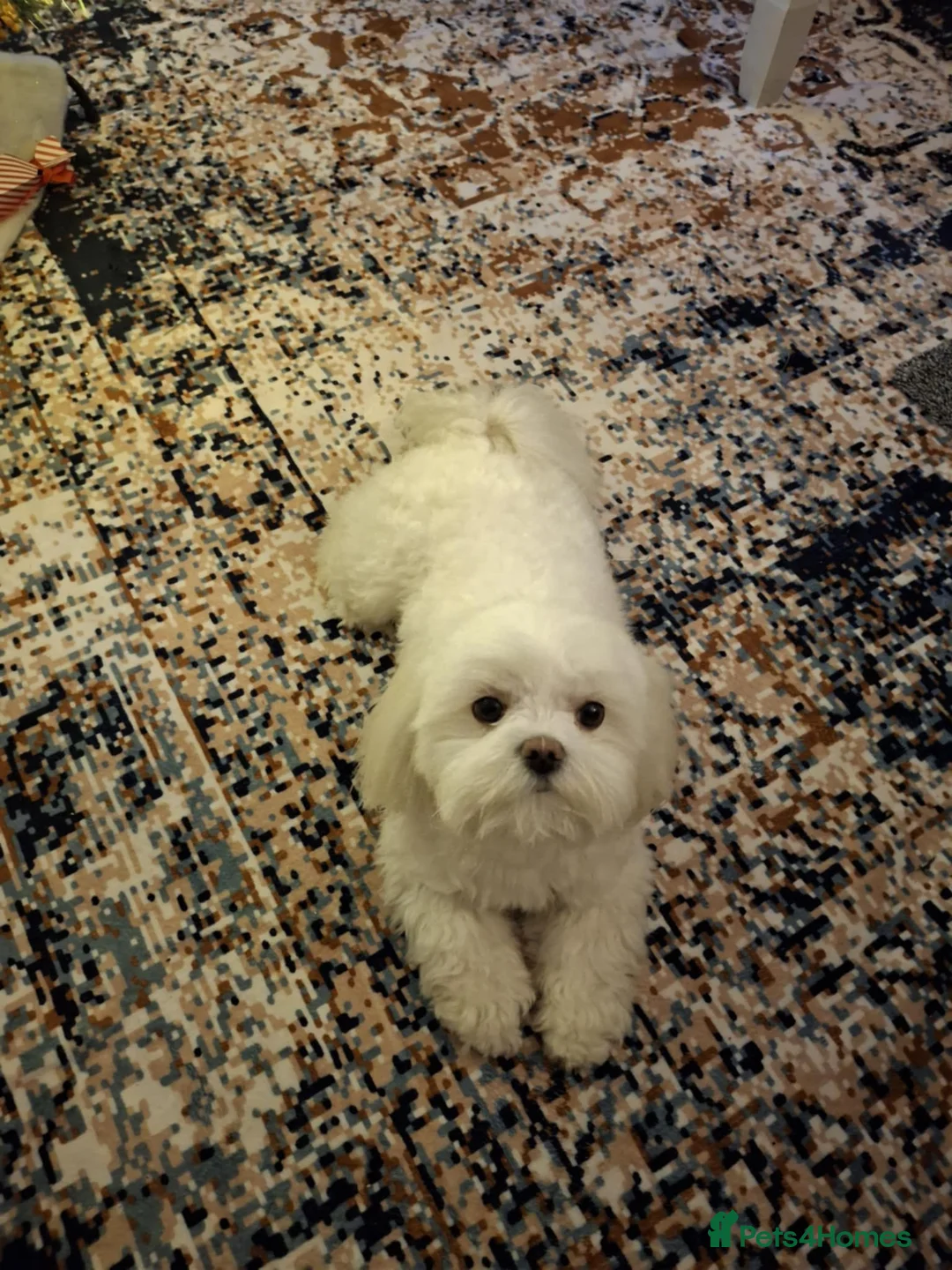 Maltese dogs for stud: Maltese for stud❗️ in Wakefield - Advert 3