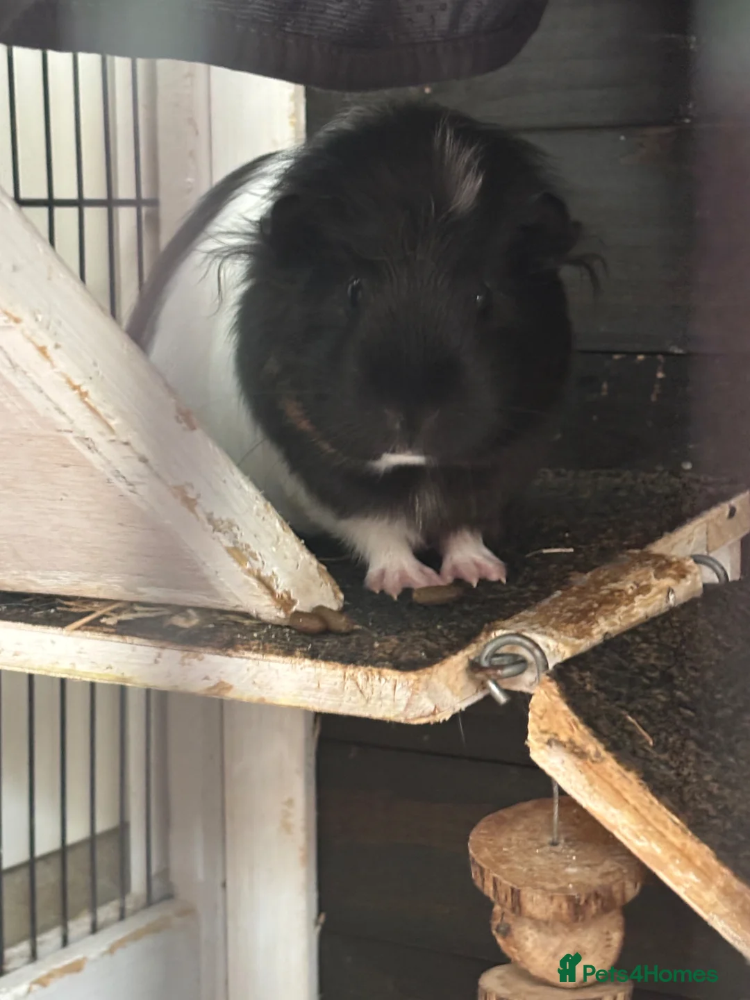 Guinea Pig rodents for sale: 2 female Guinea pigs and cage  in Staines - Advert 4