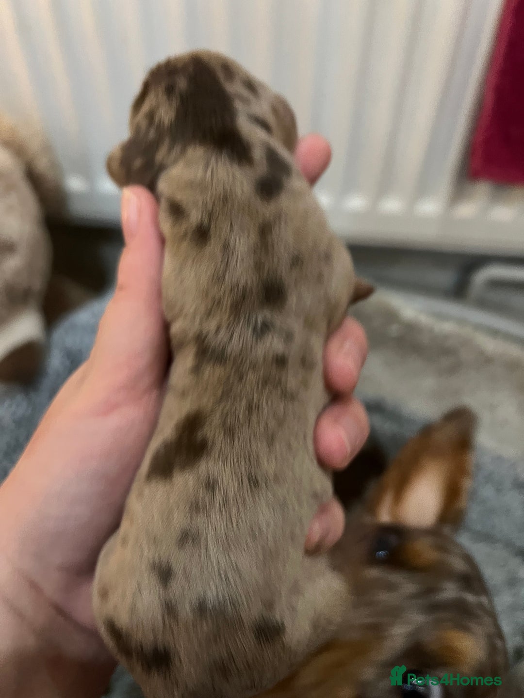 Miniature Dachshund dogs for sale: 💙KC REG💕💕💓Miniature dachshund 💙 - Advert 11