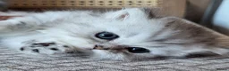 Munchkin cats for sale: Exceptional Quality & Extremely Rare Minuets - Advert 36