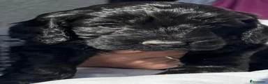 Cockapoo 3
