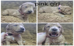 Labradoodle dogs for sale: Labradoodle muti gen f1bb - Image 10