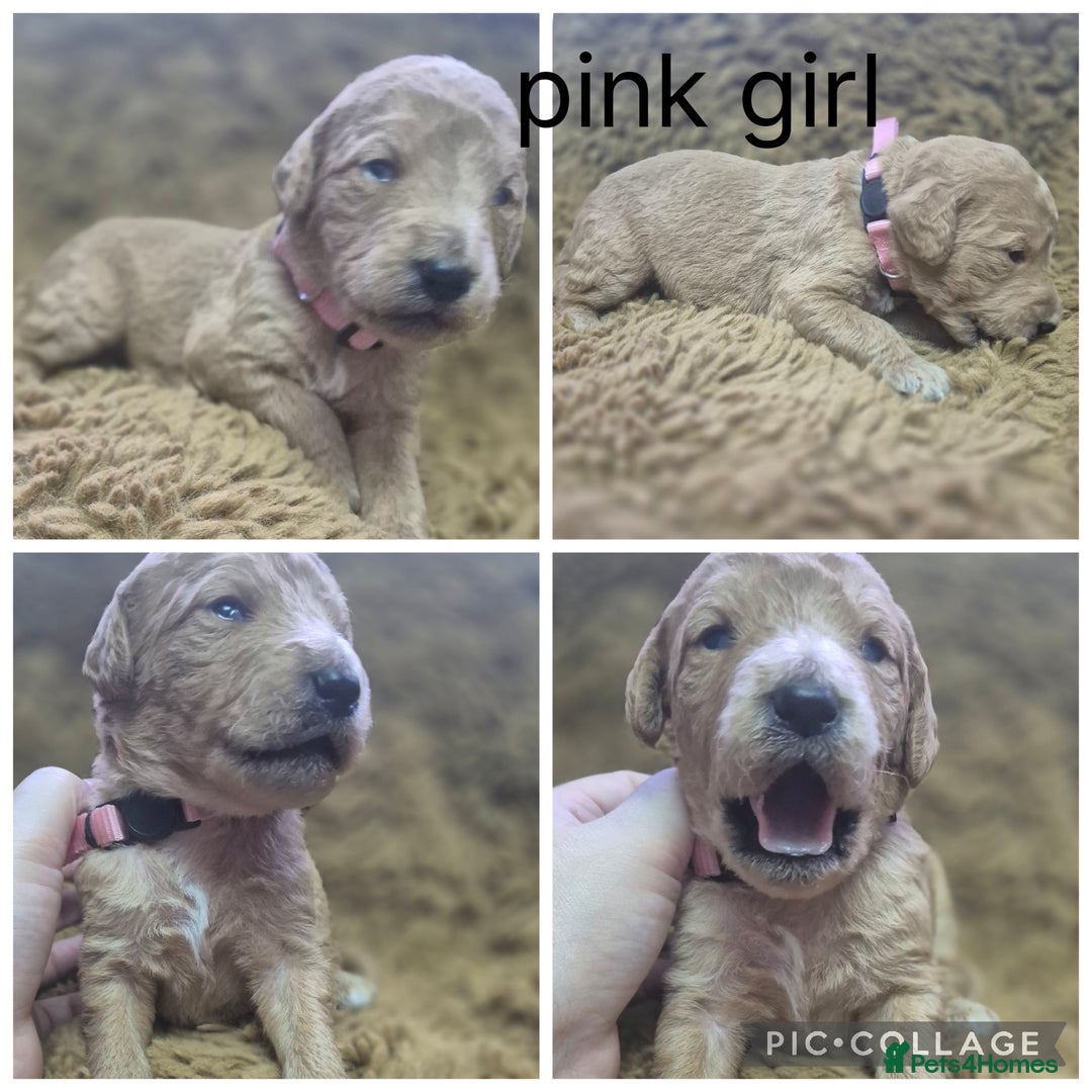 Labradoodle dogs for sale: Labradoodle muti gen f1bb - Image 10