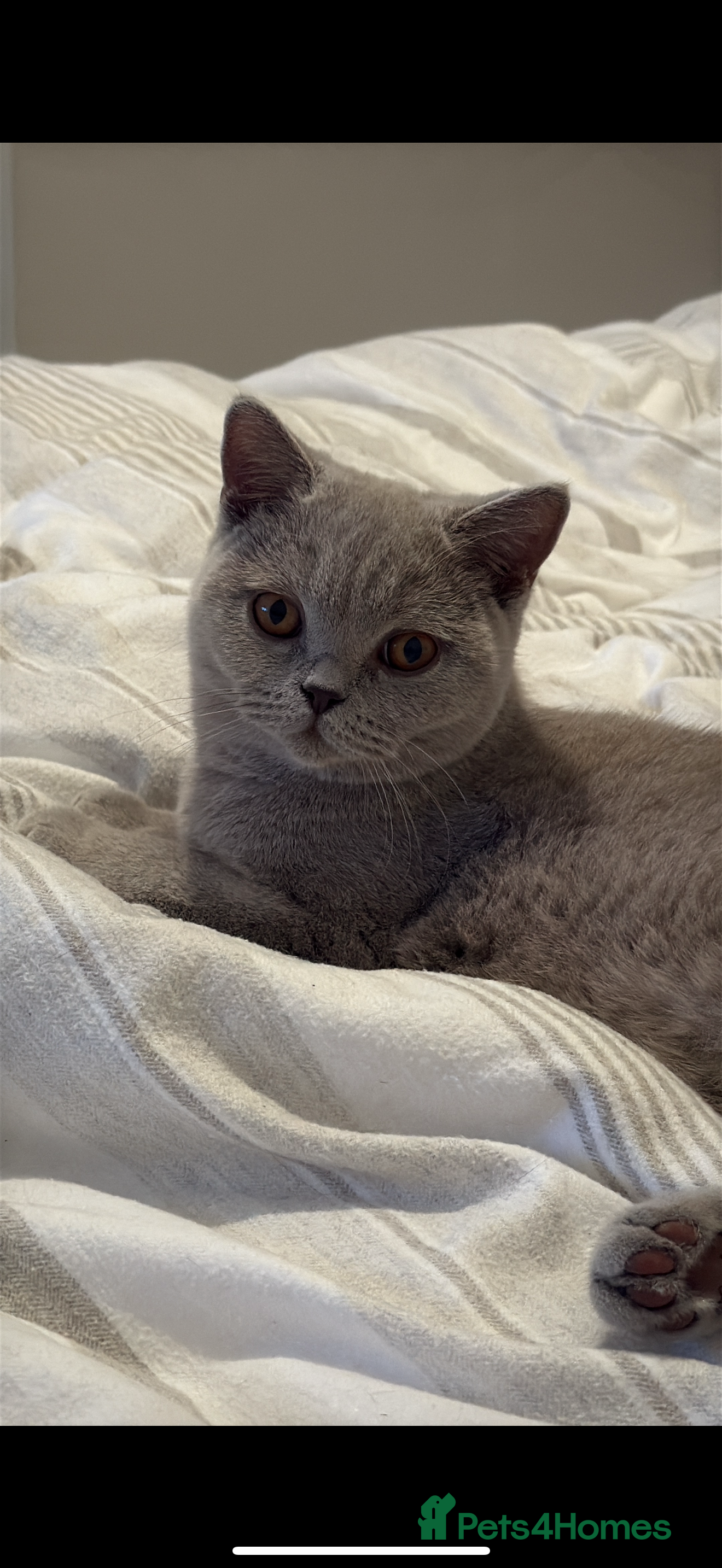 British Shorthair cats 8 month female lilac British shorthair  - Advert 3