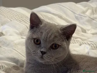 British Shorthair cats 8 month female lilac British shorthair - Advert 3