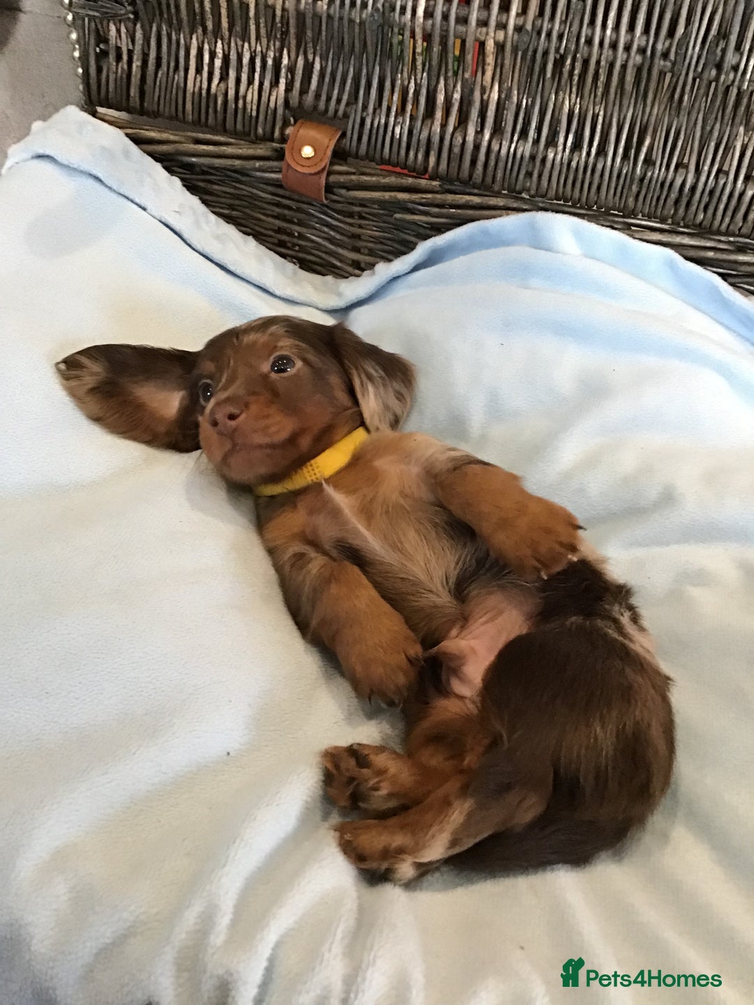 Miniature Dachshund dogs for sale: KC Miniature Dachshund 1 Choc & Isabella Dapple!!! - Advert 9
