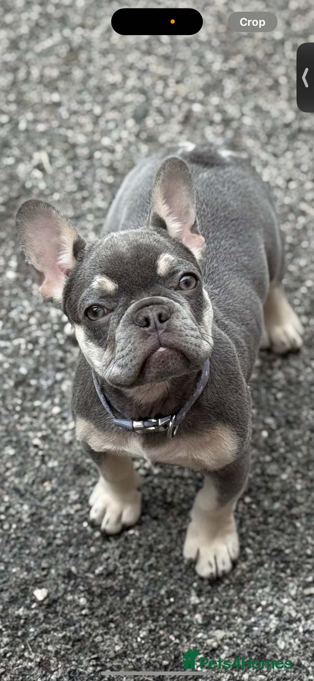 French Bulldog dogs for sale: French bulldog  - Image 1