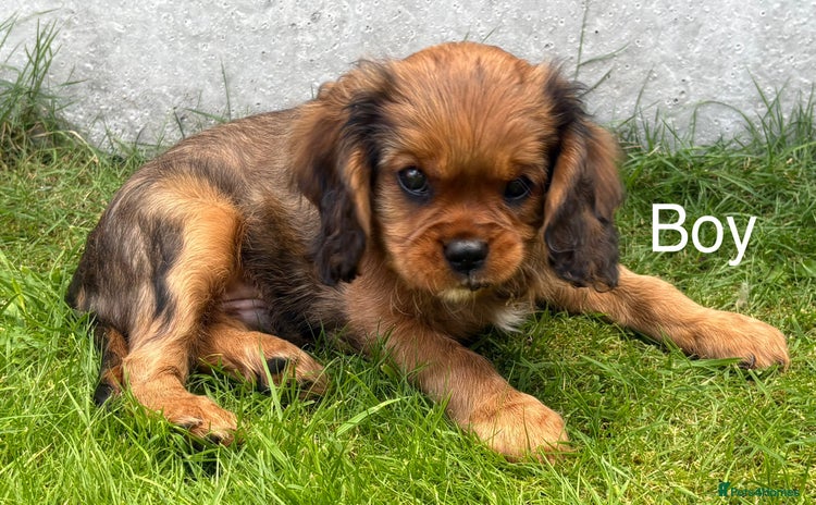 Cavalier King Charles Spaniel dogs - Advert 8