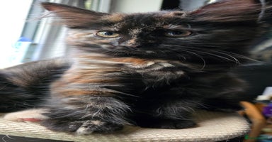Maine Coon cats - Advert 2