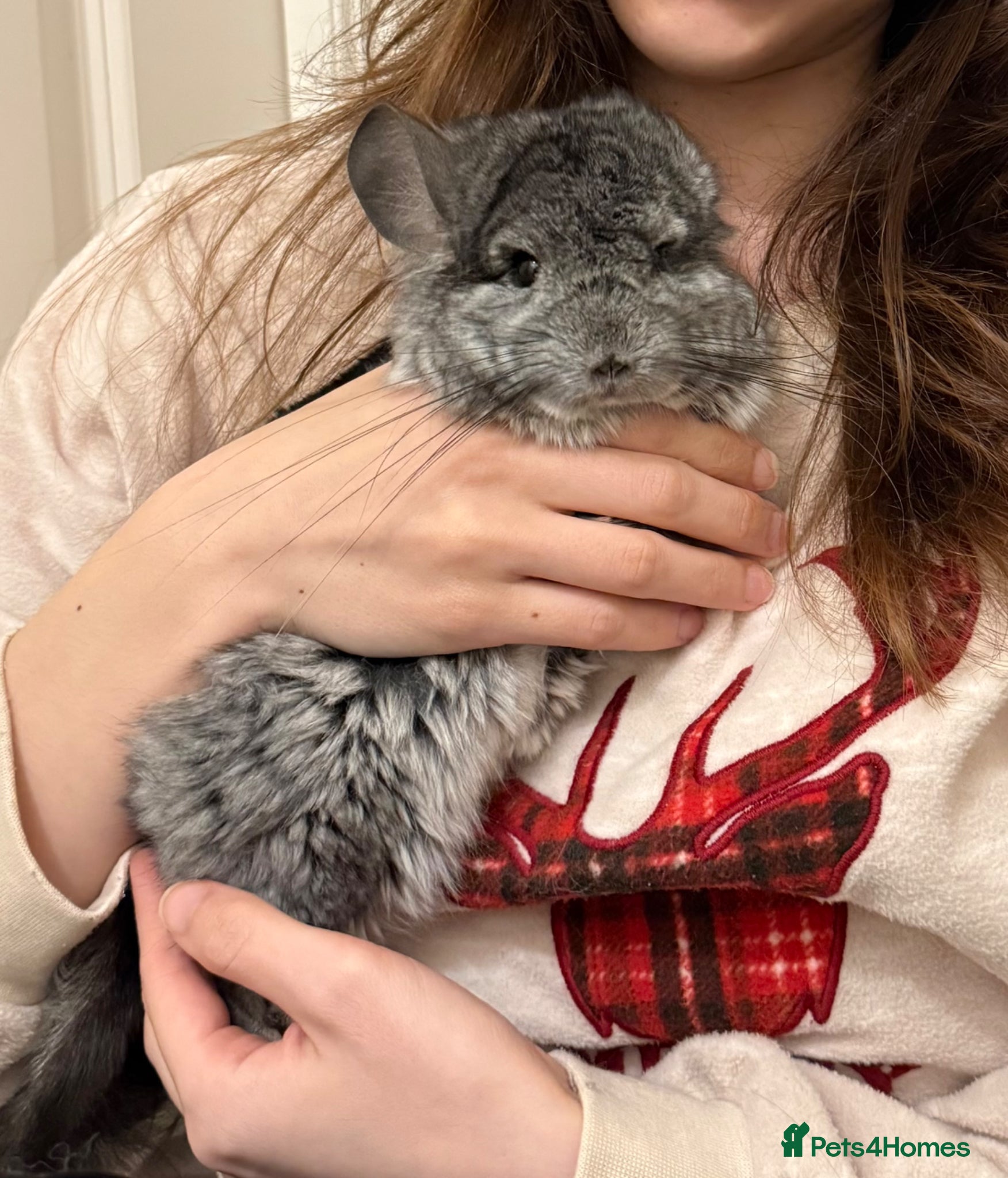 Chinchilla rodents Dark Grey (RPA) Angora Chinchilla - Advert 1