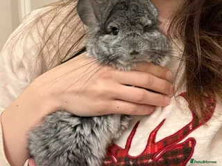 Chinchilla rodents Dark Grey (RPA) Angora Chinchilla - Advert 1
