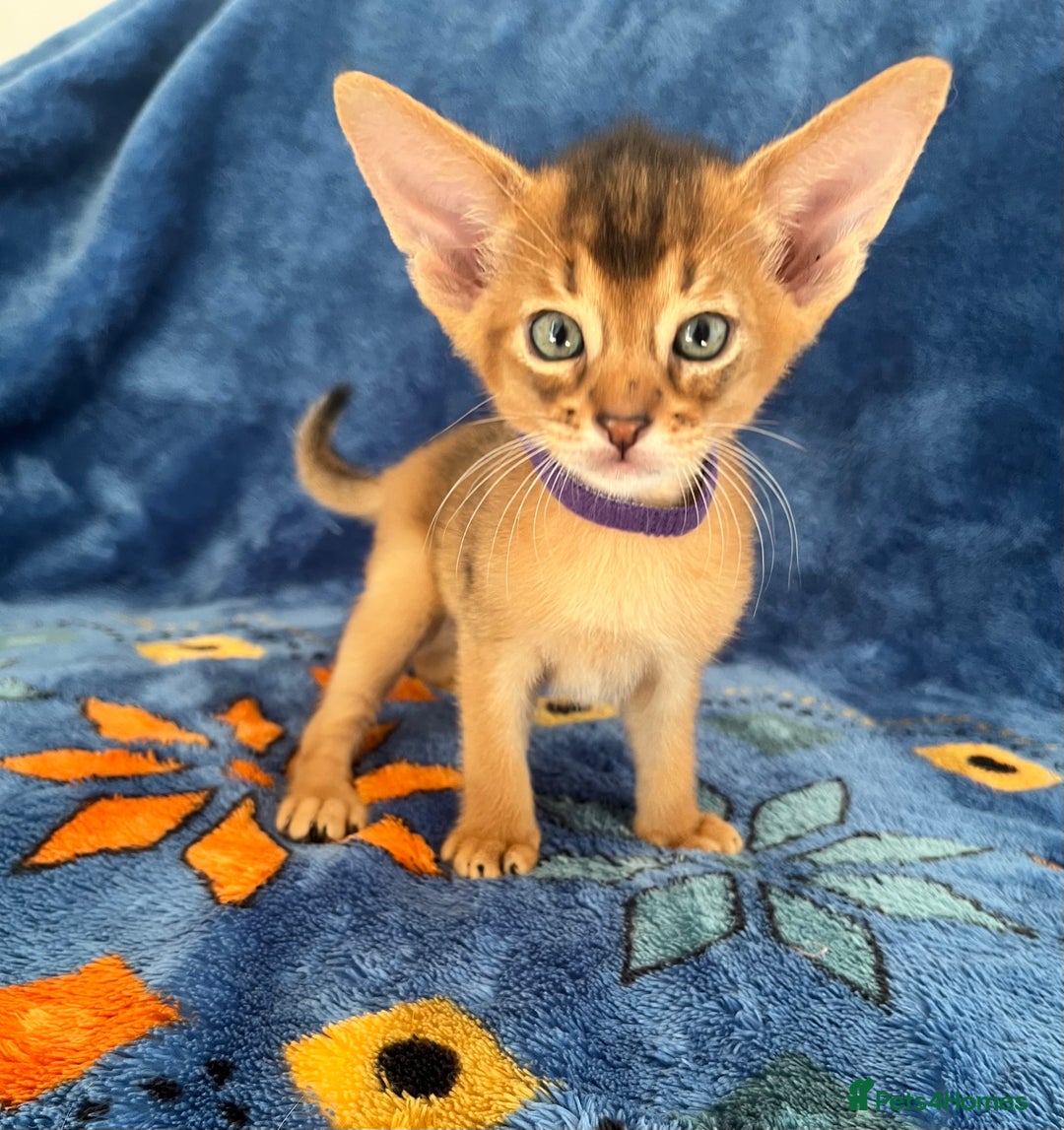 Abyssinian cats for sale: Beautiful Abyssinians kittens - Image 15