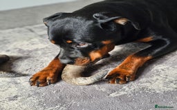 Rottweiler dogs for sale: 🖤 18-Month-Female Rottweiler – Loving, Loyal 🖤 - Image 8