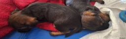 Border Terrier dogs for sale: Border terrier puppies SLEMCLR parents  - Advert 5