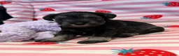 Miniature Schnauzer dogs for sale: Beautiful kc Reg mini schnauzers pups available. - Advert 27