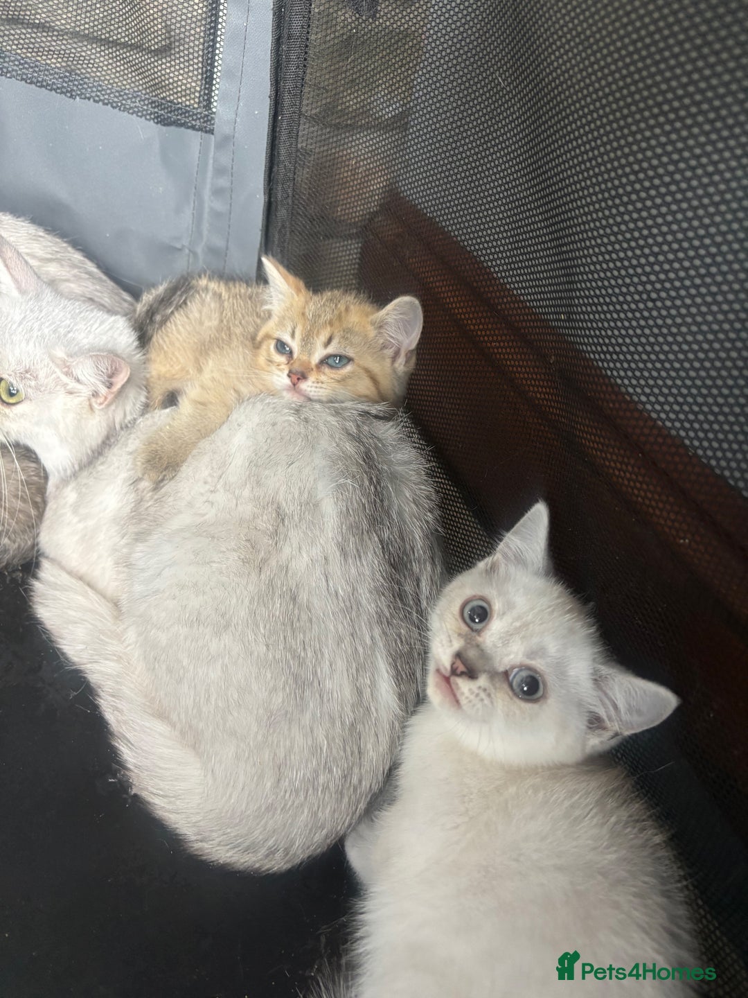 British Shorthair cats for sale: 1 BSH colour point & 4 rainbow BSH Chinchillas - Image 6