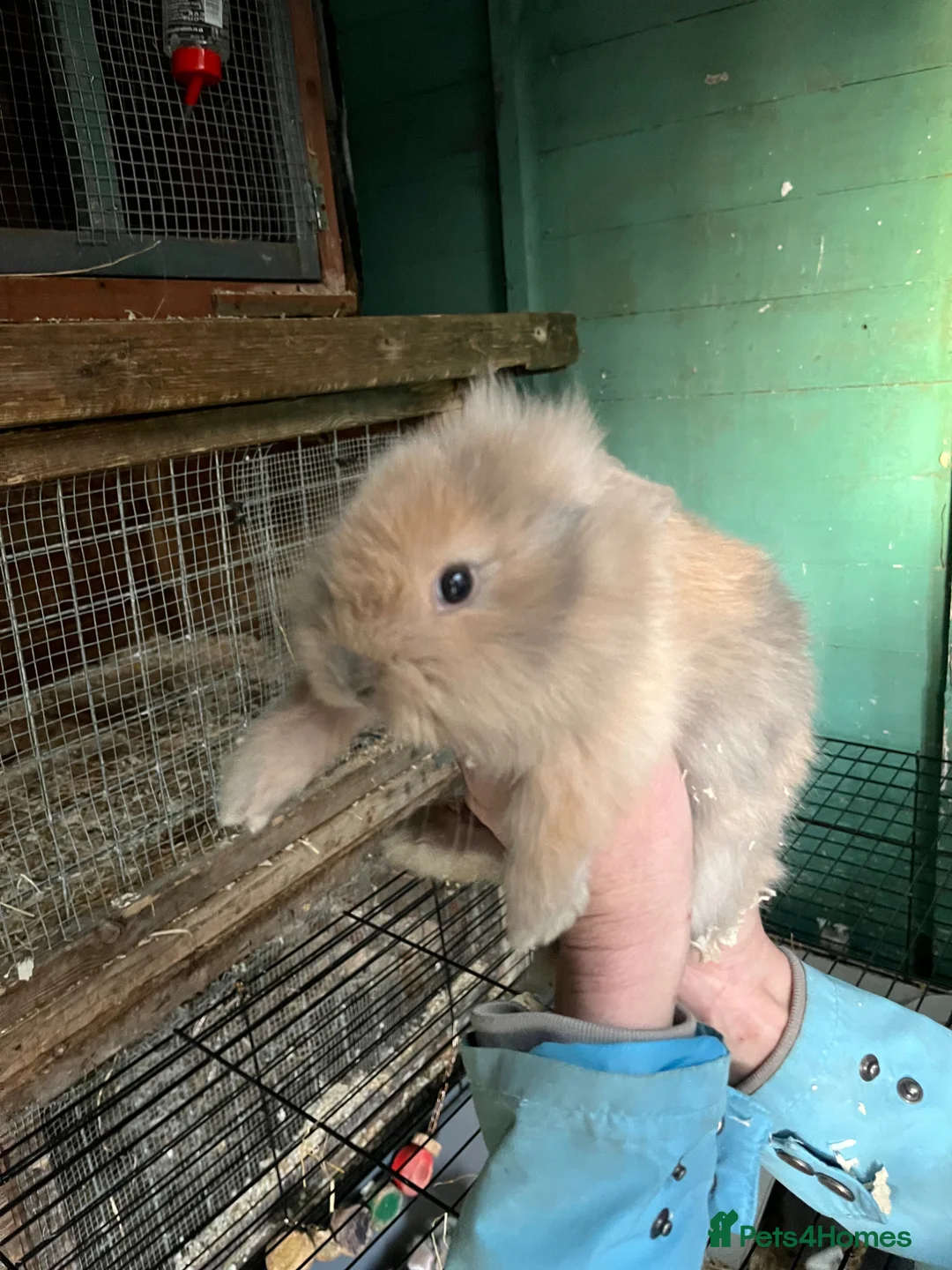 Mixed Breed rabbits for sale: Mixed Dutch Rabbits *please read description* in Doncaster - Advert 1