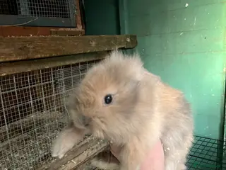 Mixed Breed rabbits Mixed Dutch Rabbits *please read description* - Advert 2