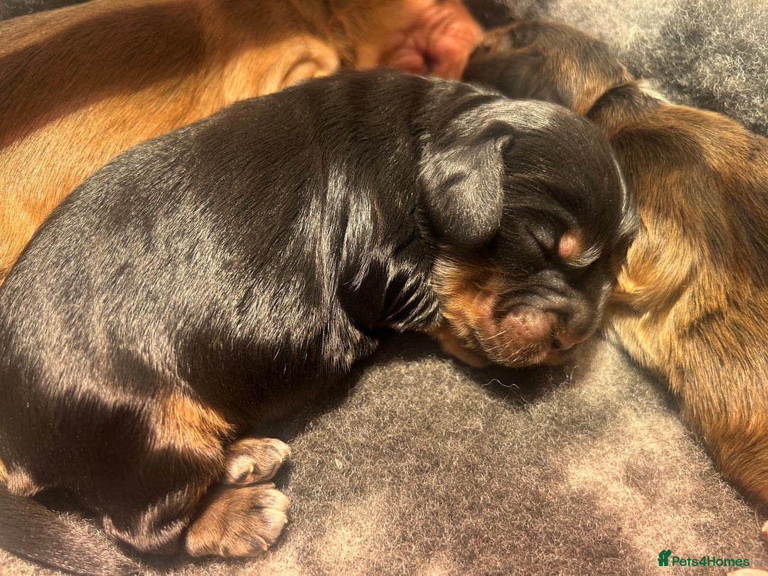 Cocker Spaniel dogs for sale: KC Reg Show Type Cocker Spaniel Puppies  - Advert 17