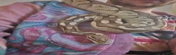 Python Snake reptiles for sale: Lesser Platium Ball Python - Advert 7