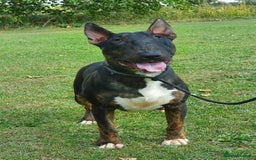 English Bull Terrier dogs for stud: Proven Bull Terrier studs x 2 - Image 7
