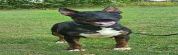 English Bull Terrier dogs for stud: Proven Bull Terrier studs x 2 - Advert 7