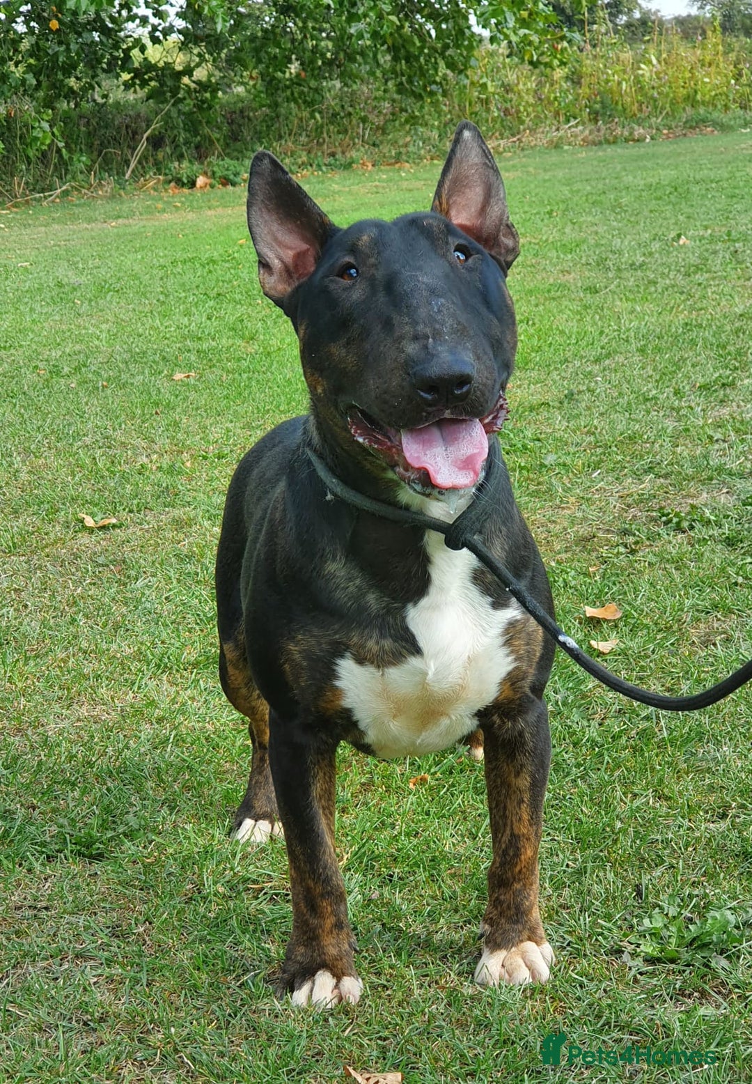 English Bull Terrier dogs for stud: Proven Bull Terrier studs x 2 - Image 7