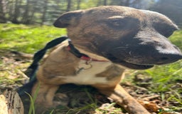 Mixed Breed dogs for adoption: Phoenix - Norwich Norfolk  - Image 13
