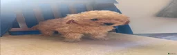 Toy Poodle dogs for sale: Beautiful toy poodle puppies in Sidcup - Advert 4