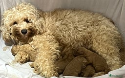 Cavapoochon dogs for sale: Cavapoochon Puppies ready from 20th December 2025  - Advert 2