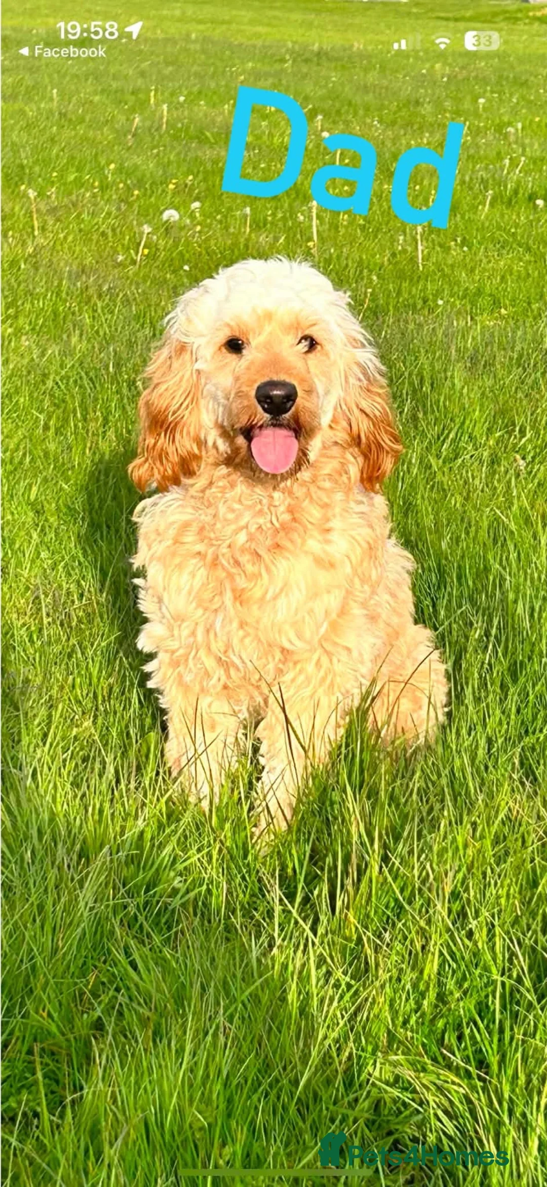 Cockapoo dogs for sale: Cockapoo puppies f1b  - Advert 6