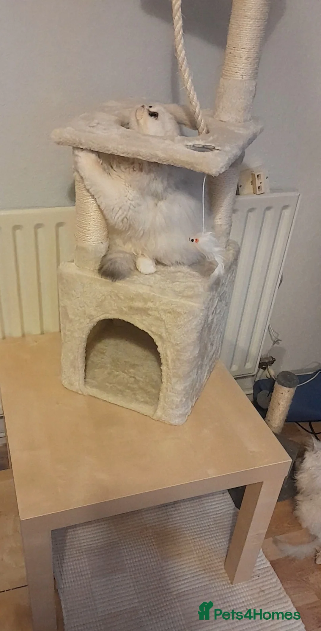 Persian cats for sale: ♦🍒White tipped Persian kittens ready now - Advert 11