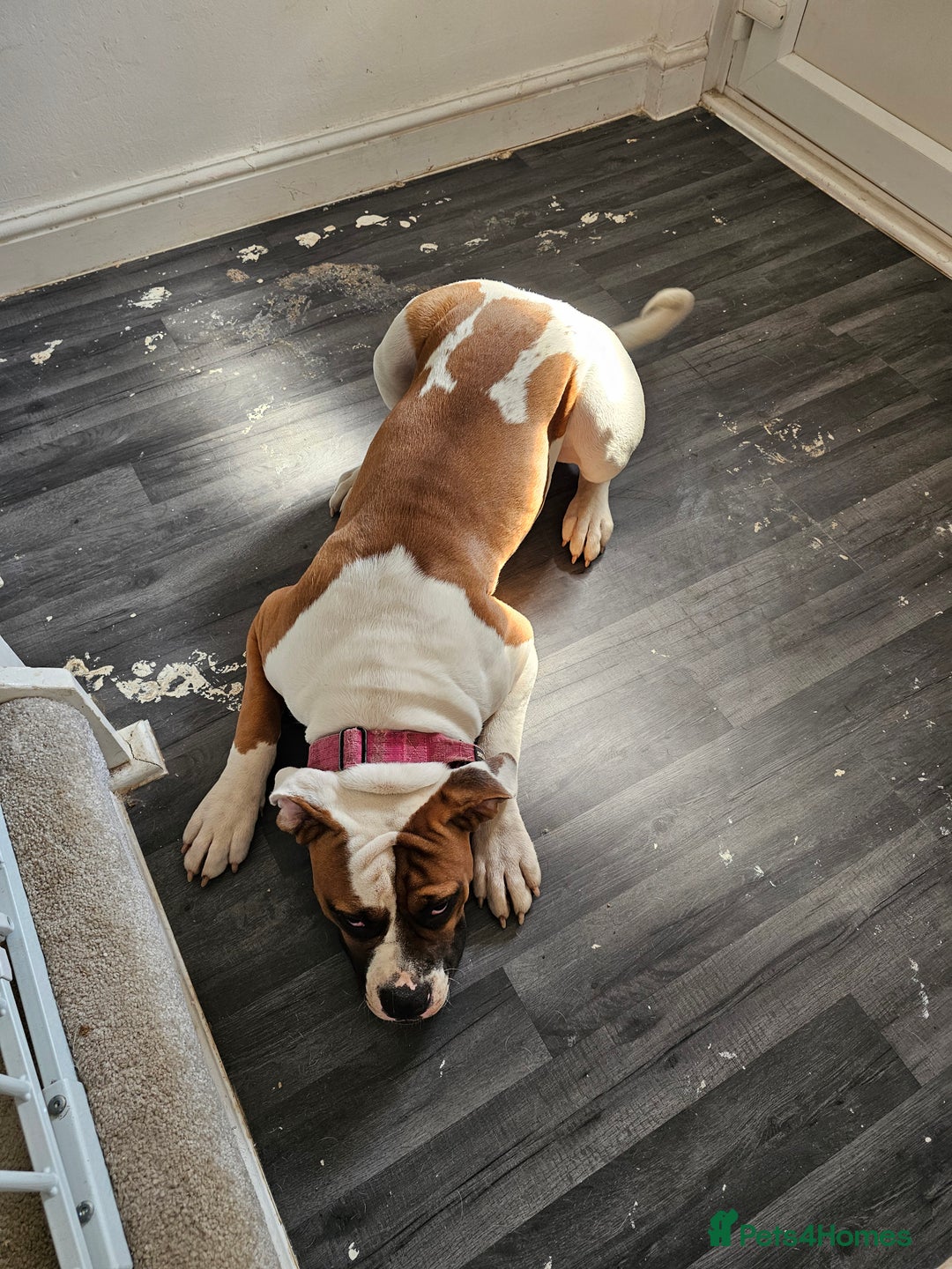 American Bulldog dogs for sale: Female American Bulldog for sale - Image 3