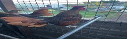 Chickens poultry for sale: Gold sebrights breeding pairs - Advert 7