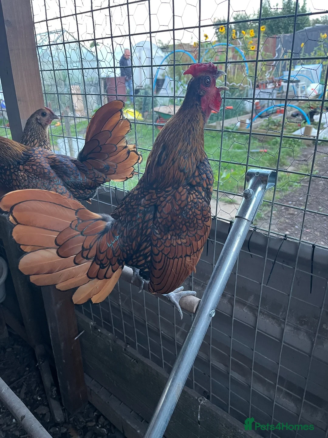 Chickens poultry for sale: Gold sebrights breeding pairs - Advert 7
