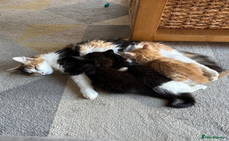 Mixed Breed cats - Advert 4