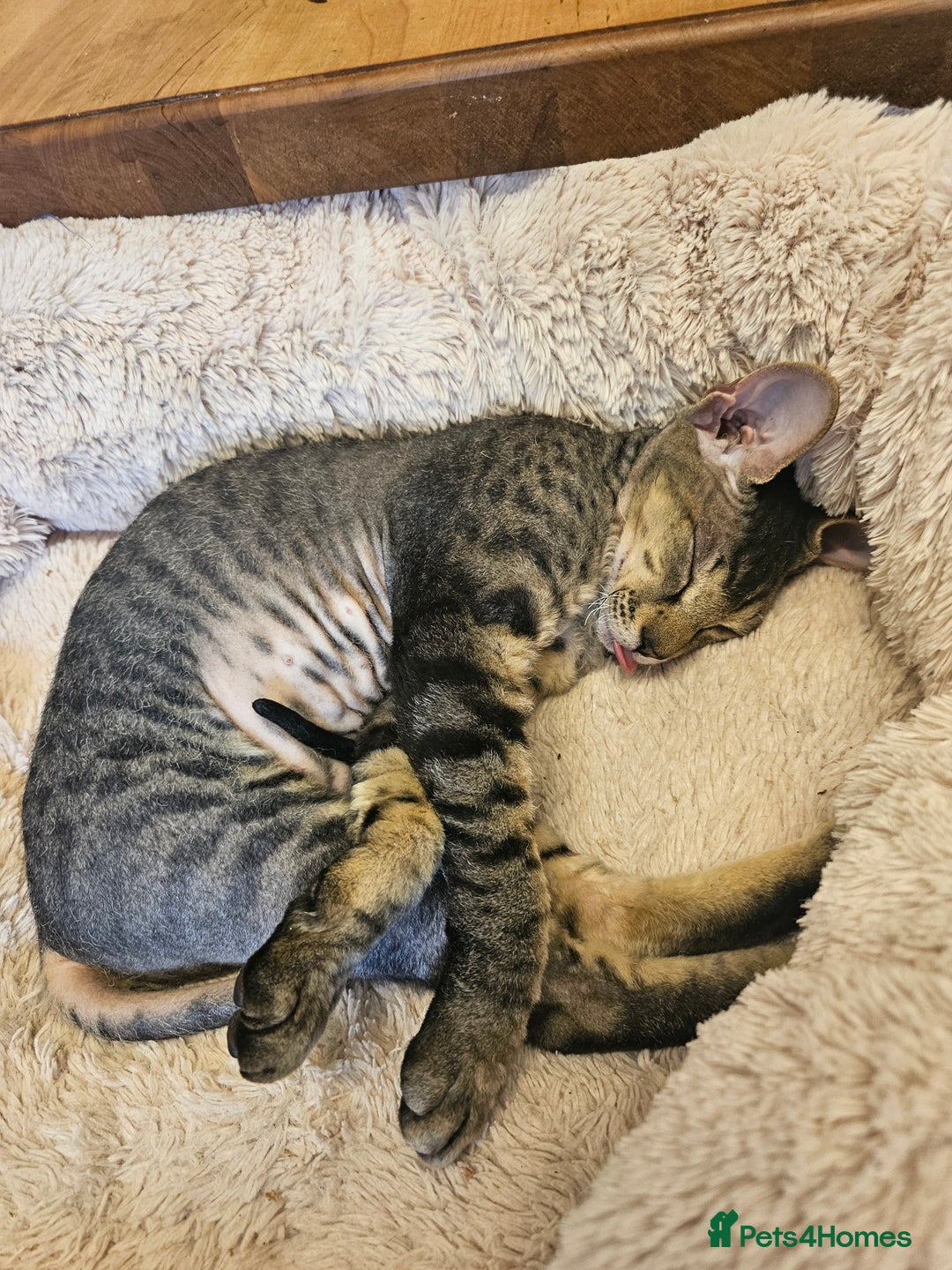 Sphynx cats for sale: Beautiful Sphynx X Siamese kittens - Image 26