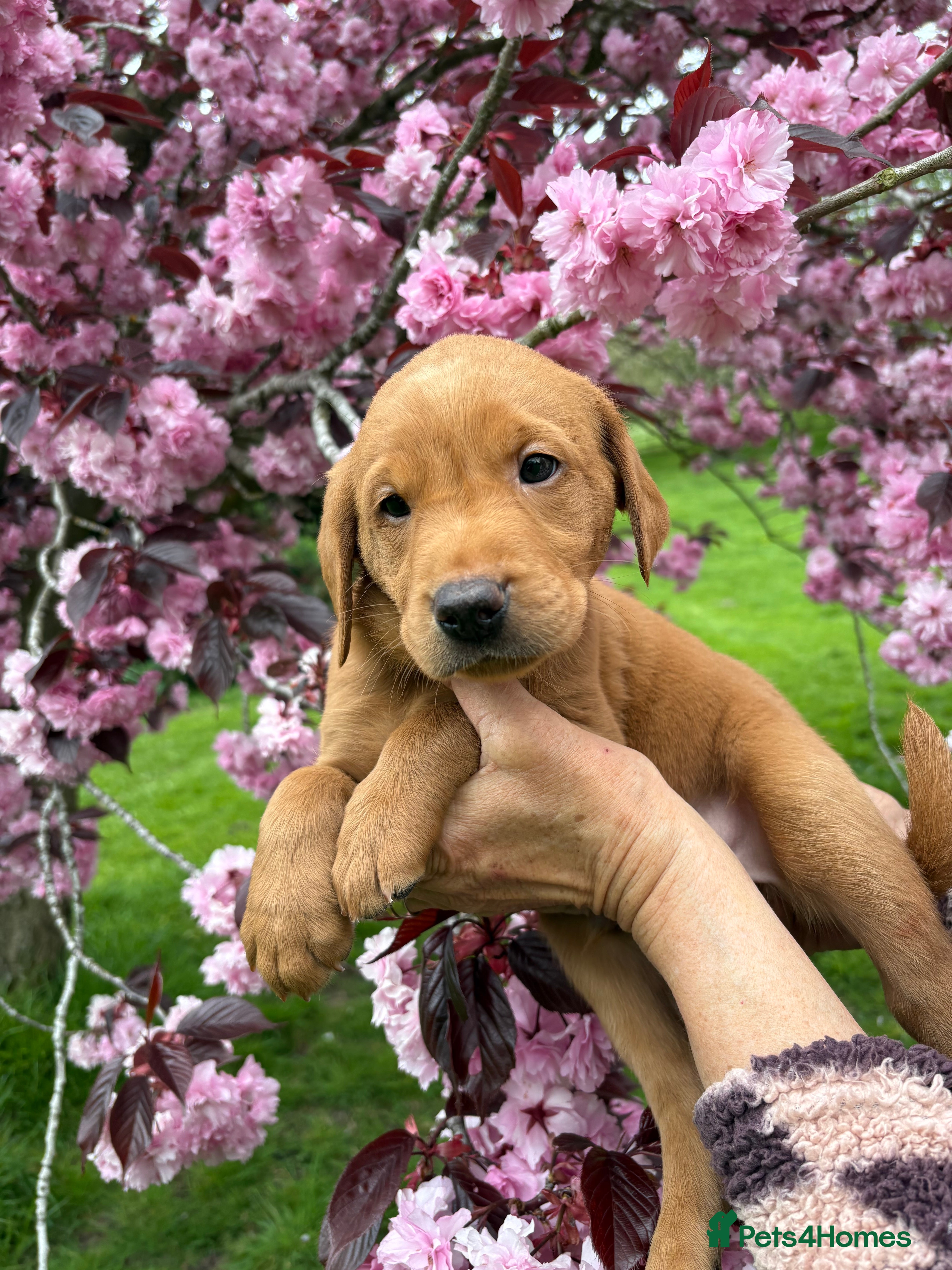 Labrador Retriever dogs Labrador Retriever Puppies - Advert 2