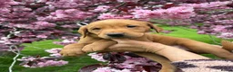 Labrador Retriever dogs for sale: Labrador Retriever Puppies - Advert 4