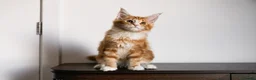 Maine Coon cats for sale: 5 Beautiful Russian Import Kittens TICA - Advert 28