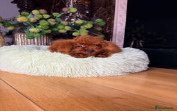 Toy Poodle dogs for sale: Asian micro poodle Boy - Image 30