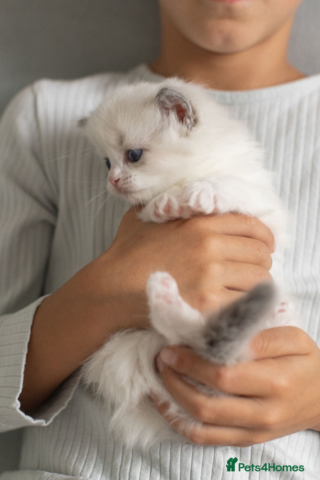 Ragdoll cats for sale: Best Ragdoll Bicolour and Lynx kittens in UK - Image 10