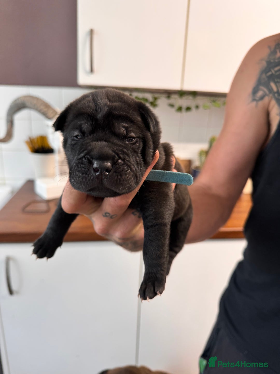Shar Pei dogs for sale: Sharp pie puppies  - Image 9