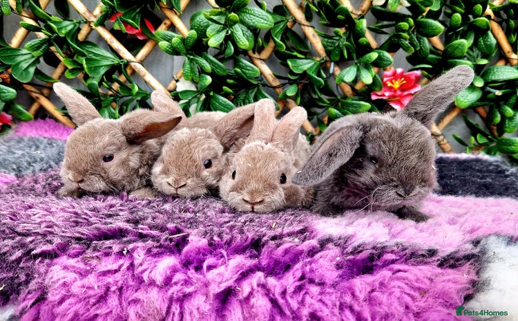 Mini Lop rabbits - Advert 1