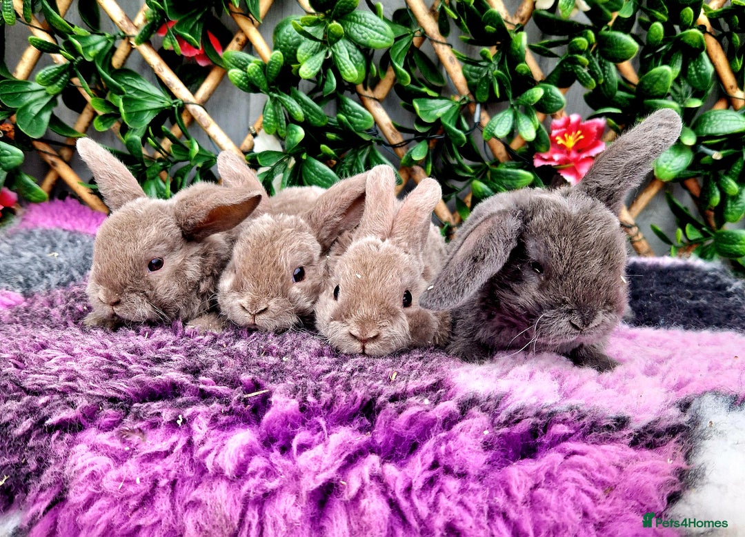 Mini Lop rabbits for sale: Baby miniture plush lops  - Image 1