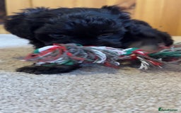 Yorkiepoo dogs for sale: Beautiful puppies  - Image 4
