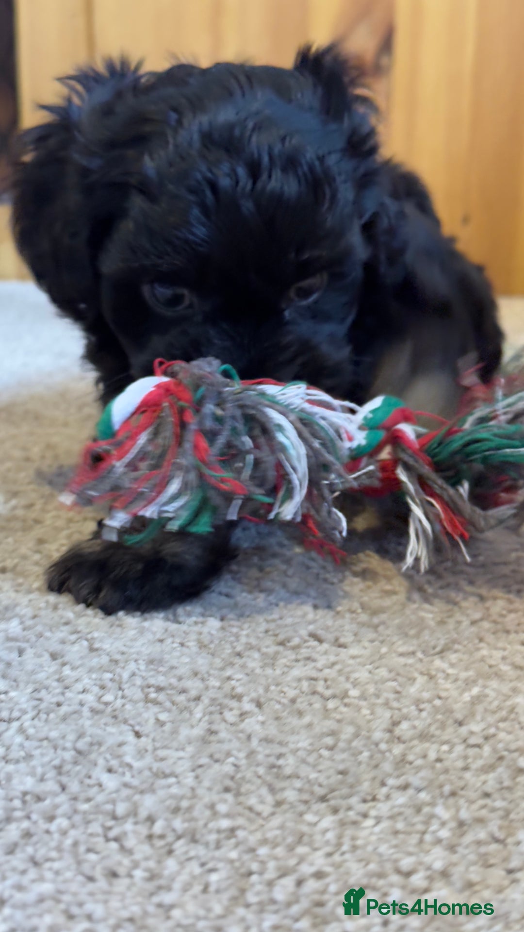 Yorkiepoo dogs for sale: Beautiful puppies  - Image 4