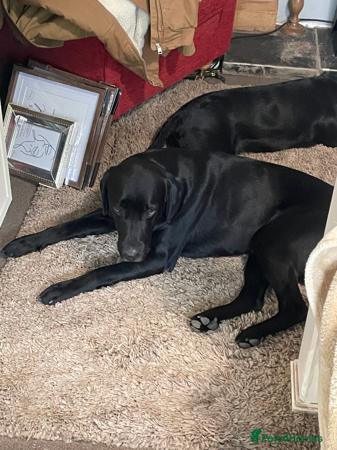 Labrador Retriever dogs for sale: 9 Beautiful Labrador retriever puppies  - Advert 6